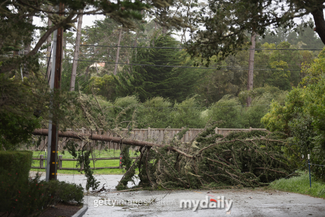 PGA AT&T 페블비치 프로암이 열리고 있는 페블비치 골프링크스 근처 나무가 쓰러져있다./게티이미지코리아
