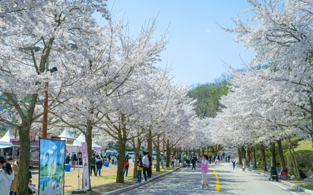 2024 봄봄축제가 열리는 비발디파크 벚꽃로드. /대명소노그룹