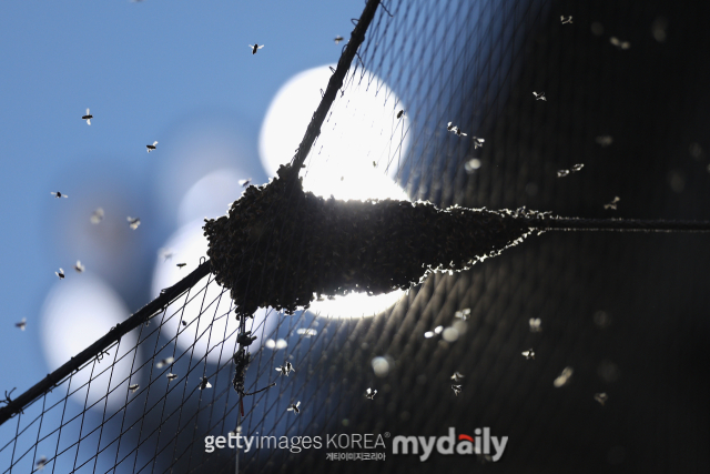 체이스필드에 등장한 벌떼./게티이미지코리아