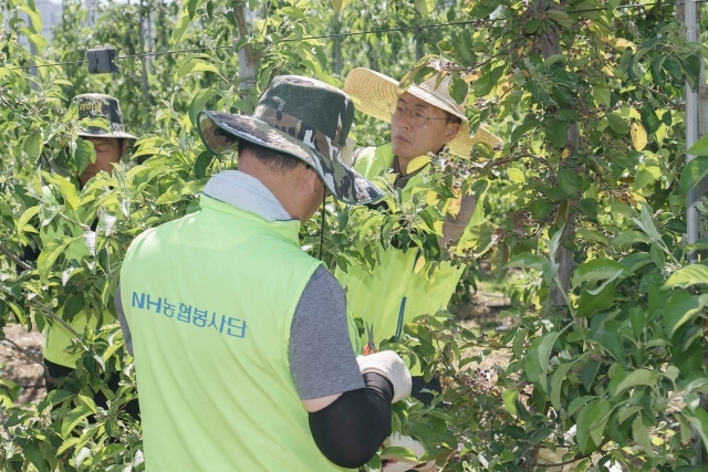 NH농협은행 임직원이 10일 경기 파주시 문산읍 사과 재배농가를 찾아 일손돕기에 나섰다. 이석용 NH농협은행 은행장(오른쪽)이 적과작업을 하고 있다./NH농협은행