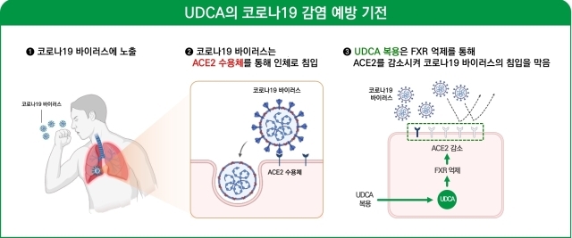 김종수 교수 연구팀이 UCDA의 코로나19 감염 예방과 중증도 감소 효과를 확인했다. /대웅제약