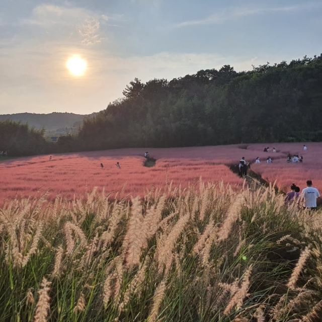 고창 청농원 핑크뮬리 정원./청농원