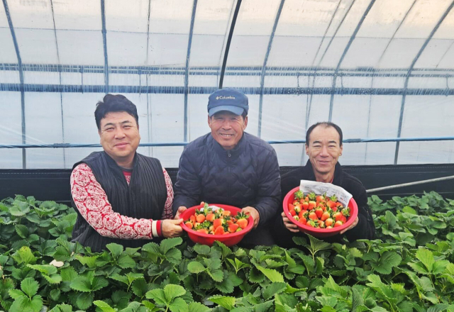 경남 밀양시 열매영농조합법인 농민들이 갓 수확한 딸기를 선보이고 있다. /쿠팡