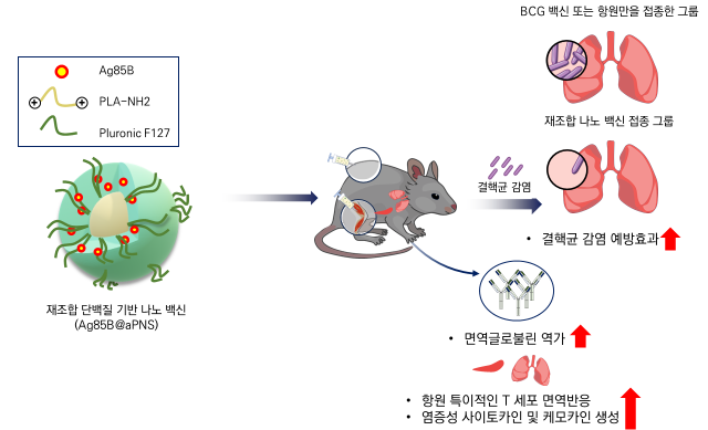 온도반응성 나노입자를 활용한 차세대 결핵 백신이 기존 BCG 백신보다 뛰어난 면역 반응과 감염 방어 효과를 보인 것으로 나타났다. /질병관리청